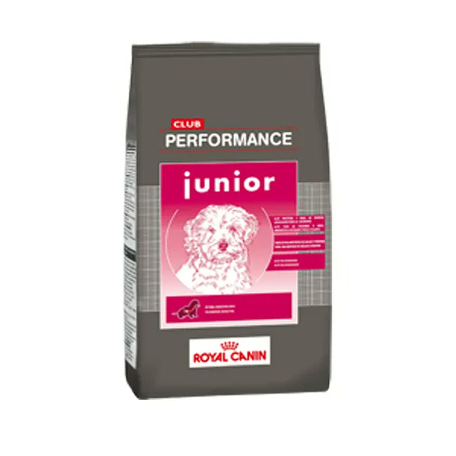 PERFORMANCE CACHORRO