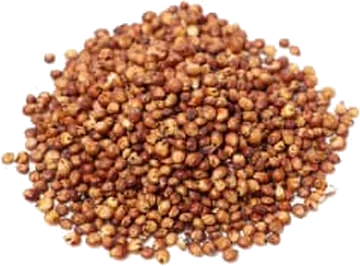 Sorgo