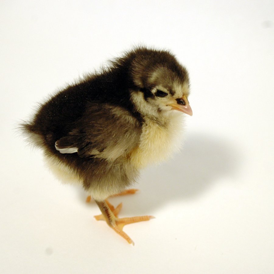 Pollito Campero Negro