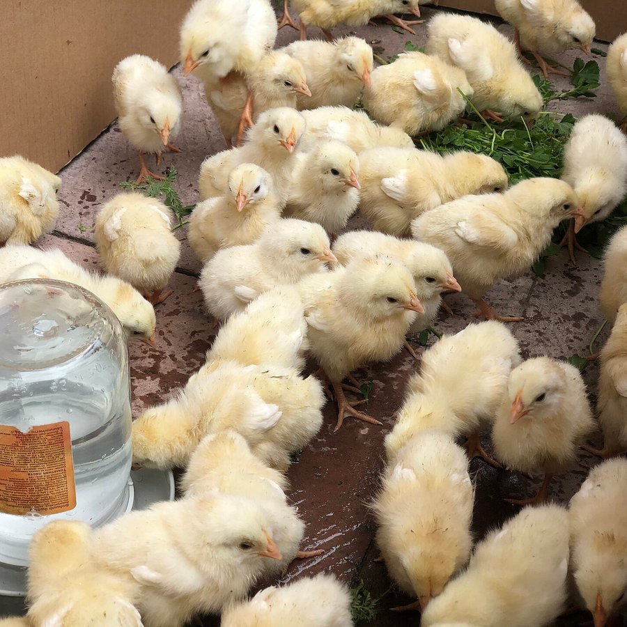 Pollito Campero a Pilas